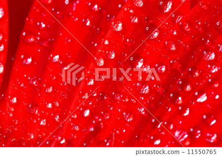 gerbera gerbera 11550765