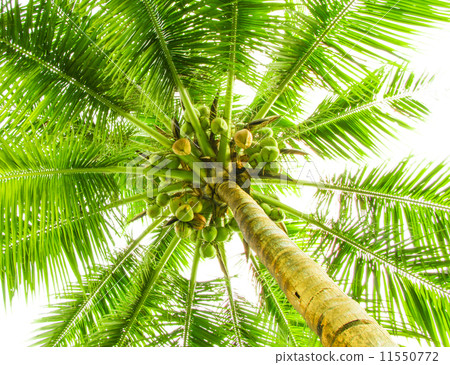 Leaves of palm tree 11550772