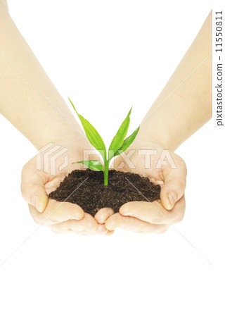 plant in hands plant in hands 11550811