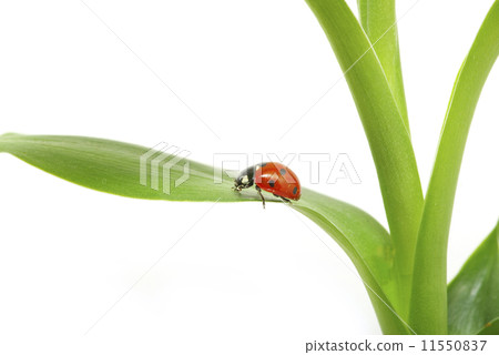 red ladybug red ladybug 11550837