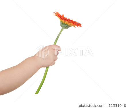 flower in hand flower in hand 11551048