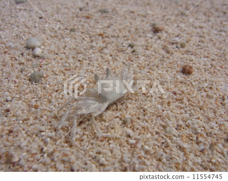 Crab 11554745