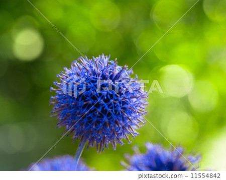 Flower onion "Purple Sensation" 11554842
