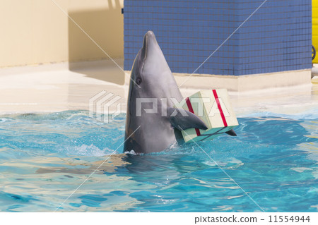 Dolphins carrying gifts 11554944