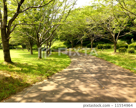 Park's sidewalk Park's sidewalk 11554964