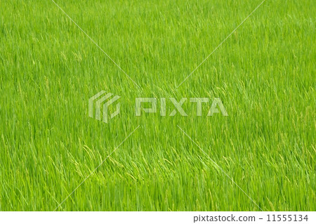Rice paddy when rice flowers bloom Rice paddy when rice flowers bloom 11555134