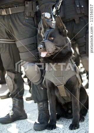 Police dog Police dog 11556057