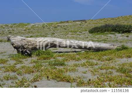 Nakadashima sand dune 11556136