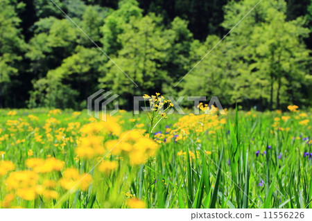 Sawao gulma is in full bloom Ocean Mire 11556226