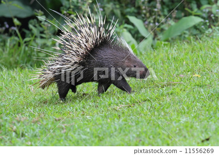 porcupine porcupine 11556269