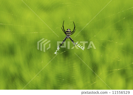 蜘蛛網蜘蛛網蜘蛛網巢 蜘蛛網蜘蛛網蜘蛛網巢 11556529