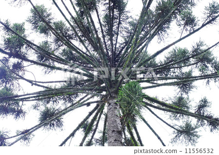 Paranamadatsu 11556532