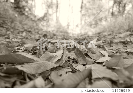 Dead leaves Dead leaves 11556929