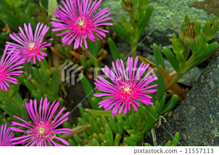 植物·Matsubagiku Hamamizua家庭 植物·Matsubagiku Hamamizua家庭 11557113