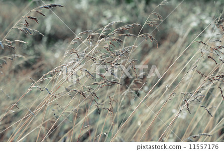 Long grass meadow 11557176
