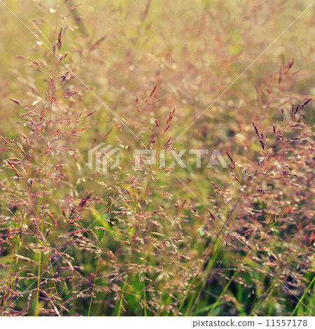 Long grass meadow 11557178