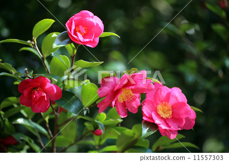 茶花 11557303