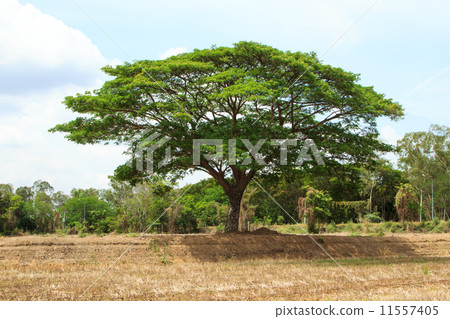 Big trees Big trees 11557405