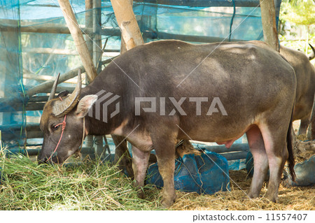 Buffalo graze. Buffalo graze. 11557407