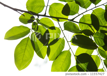 green leaves green leaves 11557427