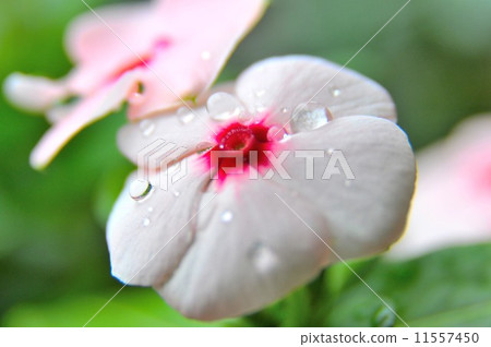 雨後的每日草 11557450