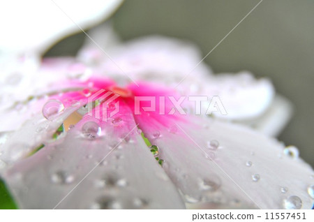 雨後的每日草 11557451