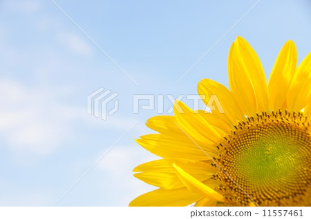 Sunflower and sky 11557461