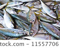 fresh mackerel for sale in market 11557706