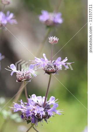 Cleveland sage Cleveland sage 11557711