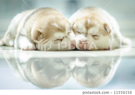 Cute puppy siberian husky sleeping Cute puppy siberian husky sleeping 11558158