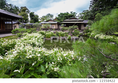 Hansee節目 11558422