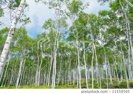 Shiraki Group Forest 2 11558505