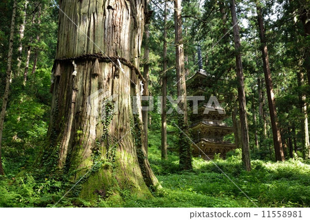 Mt. Haguroya · Sogi and five-storied pagoda 11558981