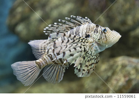 fish魚 fish魚 11559061