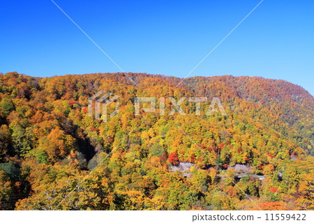 Towadako·Shimbun通行證秋季葉子 11559422