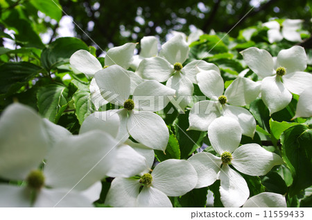 White flowers of Yamabote 11559433