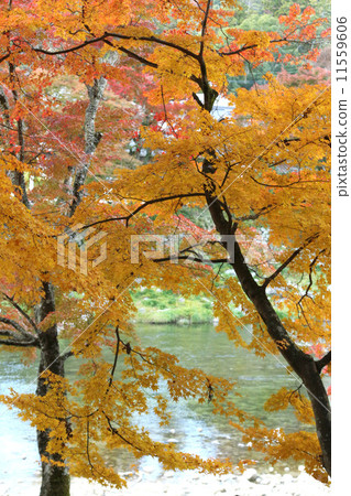 Autumn leaves in Kaarashii Autumn leaves and the Asukegawa Autumn leaves scenery Autumn leaves Autumn leaves in Kaarashii Autumn leaves and the Asukegawa Autumn leaves scenery Autumn leaves 11559606
