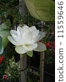 蓮花 11559646