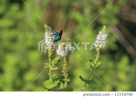 生物昆蟲蟲子,當你從這個角度看頭部看起來很小 生物昆蟲蟲子,當你從這個角度看頭部看起來很小 11559790
