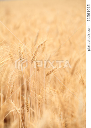 wheat field wheat field 11561015