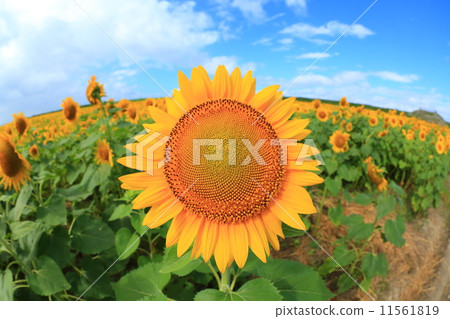 Sunflower field and blue sky 11561819