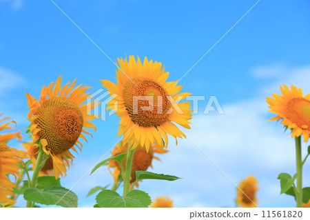 Sunflower field and blue sky 11561820