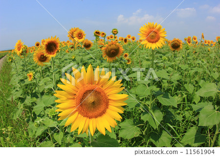 Sunflower 23 11561904