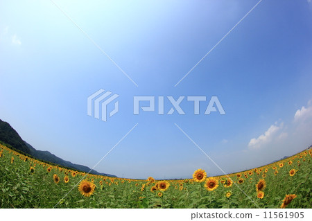 Sunflower 22 Sunflower 22 11561905