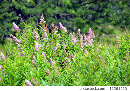 A group of Oku Nikko Hoshizumoto 11561950