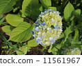 hydrangea   11561967