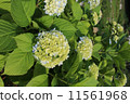 hydrangea   11561968