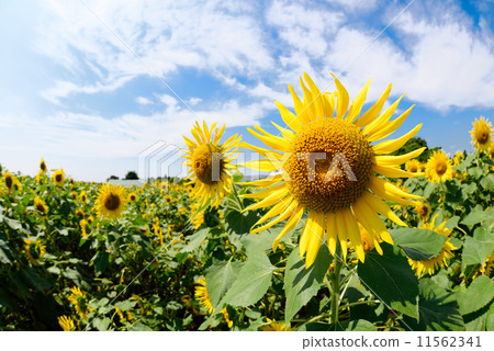 Zama Sunflower Field Zama Sunflower Field 11562341