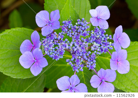 Flower hydrangea 11562926