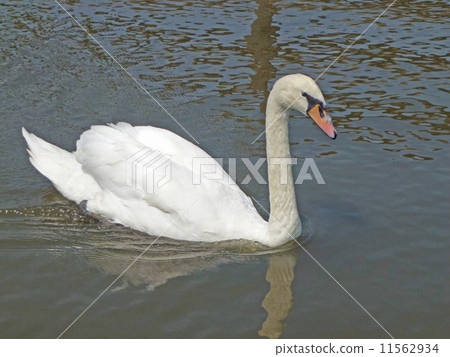 Swan 11562934